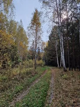 Tranquil Forest Path Surrounded by Yellow Birch and Tall Pine Trees in Autumn Stock Photos