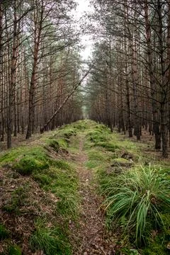 Tranquil forest path through tall pine trees Stock Photos