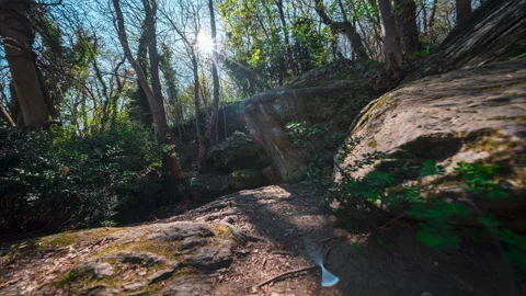Tranquil Forest Path Timelapse with Sunlit Canopy Stock Footage 334716804