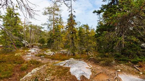 A tranquil forest path winding through trees and rocks in the wilderness Stock Photos