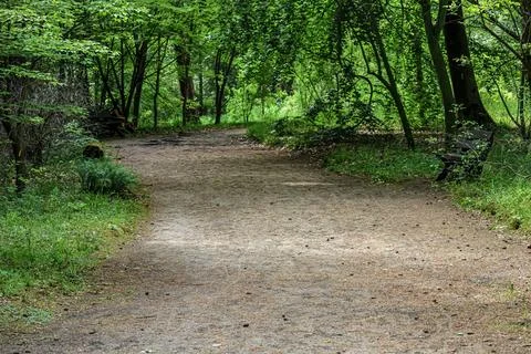 Tranquil forest path winding through lush green trees with a wooden bench Stock Photos