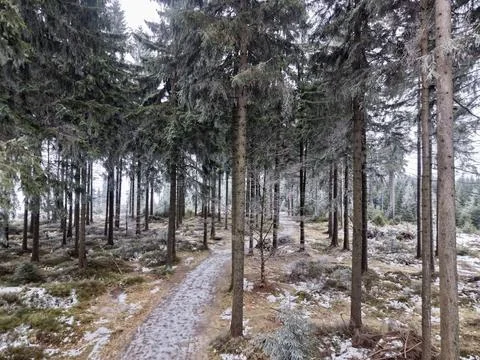 Tranquil forest pathway lined with high pines providing soothing environmen.. Фото
