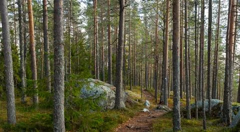 Tranquil forest pathway winding through tall pine trees with scattered boul.. Stock Photos