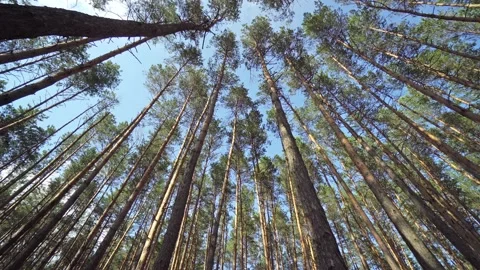 Tranquil forest with pine trees waving in the wind Stock Footage 113017935
