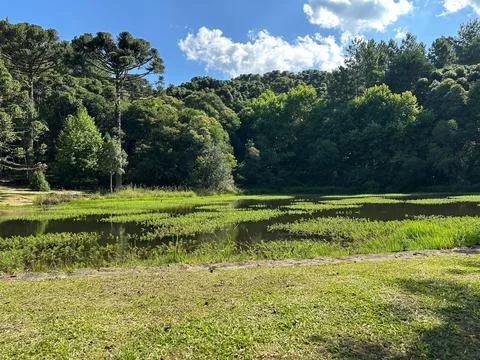 Tranquil forest pond landscape Stock Photos