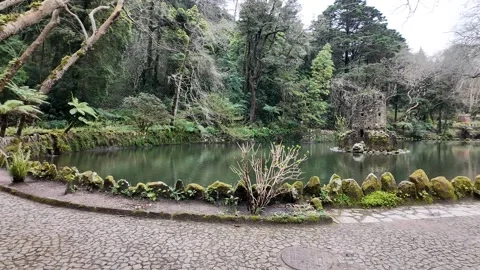 Tranquil Forest Pond Serenity Stock Footage 305274512