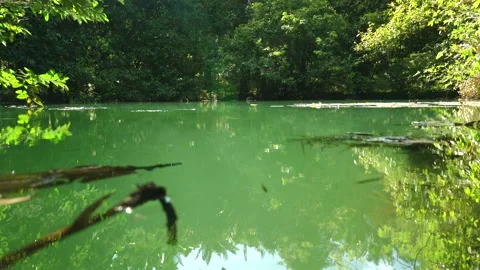Tranquil forest pond surrounded by lush greenery reflecting calmness Stock Footage 258664090