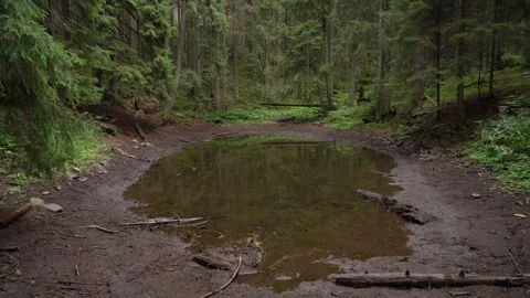 Tranquil forest pond surrounded by lush greenery showcases nature's serenity Stock Footage 316141462