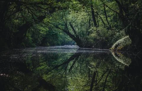 Tranquil Forest Reflection with Fallen Tree in Calm Water Stock Photos