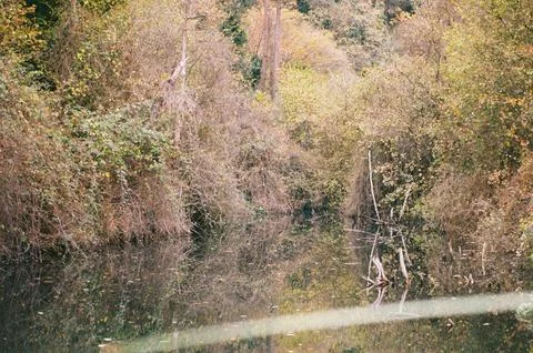 Tranquil Forest Reflection with Fallen Tree in Calm Water Stock Photos