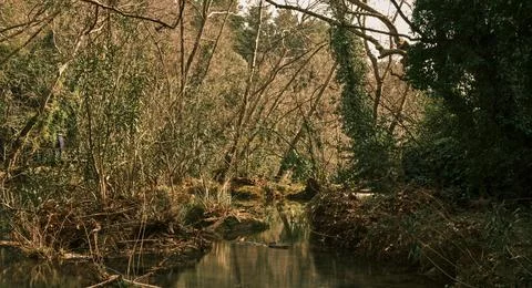 Tranquil Forest Reflection with Fallen Tree in Calm Water Stock Photos