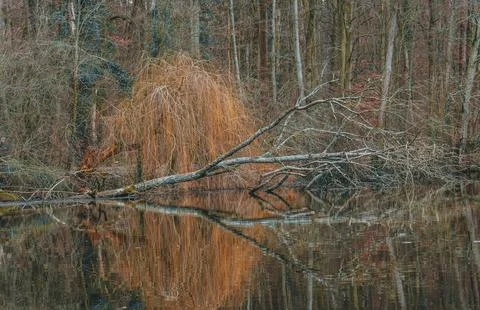 Tranquil Forest Reflection with Fallen Tree in Calm Water Stock Photos