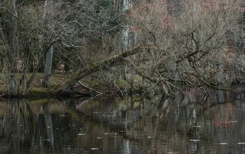 Tranquil Forest Reflection with Fallen Tree in Calm Water Stock Photos