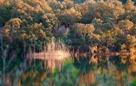 Tranquil Forest Reflection with Fallen Tree in Calm Water Stock Photos