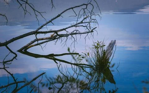Tranquil Forest Reflection with Fallen Tree in Calm Water Stock Photos
