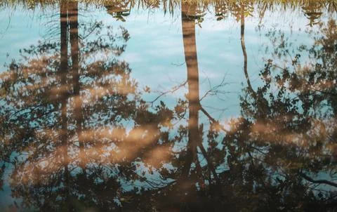 Tranquil Forest Reflection with Fallen Tree in Calm Water Stock Photos