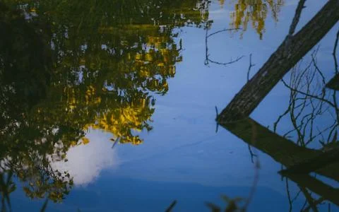Tranquil Forest Reflection with Fallen Tree in Calm Water Stock Photos