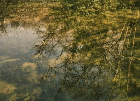 Tranquil Forest Reflection with Fallen Tree in Calm Water Stock Photos
