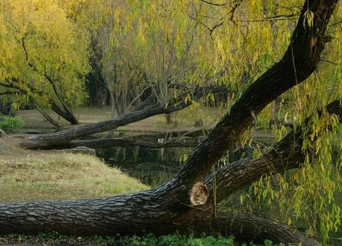 Tranquil Forest Reflection with Fallen Tree in Calm Water Stock Photos