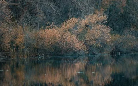 Tranquil Forest Reflection with Fallen Tree in Calm Water Stock Photos