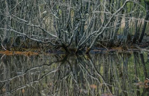 Tranquil Forest Reflection with Fallen Tree in Calm Water Stock Photos