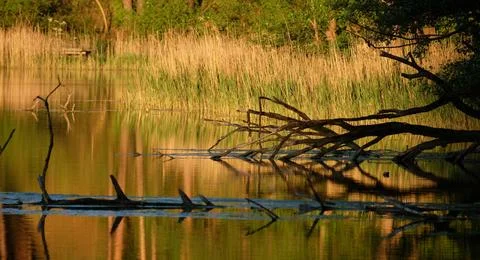 Tranquil Forest Reflection with Fallen Tree in Calm Water Stock Photos