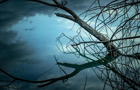 Tranquil Forest Reflection with Fallen Tree in Calm Water Stock Photos