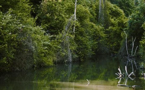 Tranquil Forest Reflection with Fallen Tree in Calm Water Stock Photos