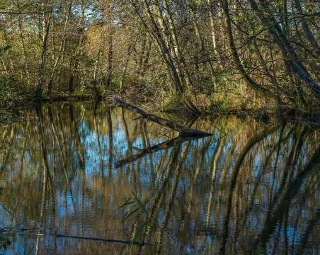 Tranquil Forest Reflection with Fallen Tree in Calm Water Stock Photos