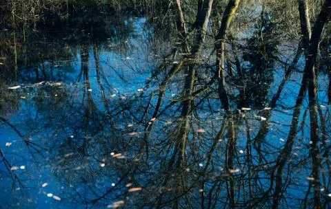 Tranquil Forest Reflection with Fallen Tree in Calm Water Stock Photos
