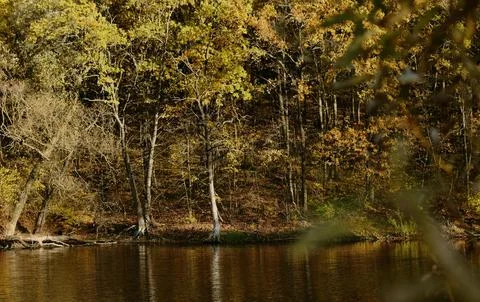 Tranquil Forest Reflection with Fallen Tree in Calm Water Stock Photos