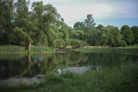 Tranquil Forest Reflection Stock Photos
