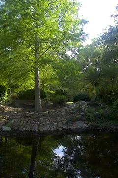 Tranquil Forest Reflection Foto stock