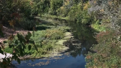 Tranquil Forest River Landscape Video stock 284673106