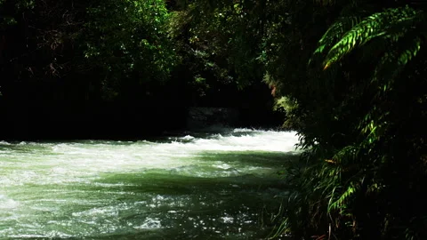 Tranquil Forest River Scenery Видео 249962033