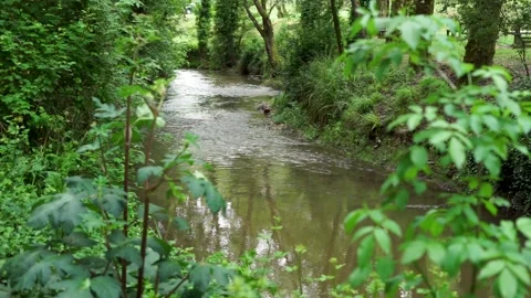 Tranquil Forest River in Slow Motion Stock Footage 280184876