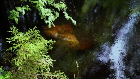 Tranquil Forest River with Submerged Rock and Green Foliage Stock Footage 277133151