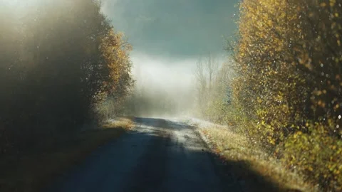A tranquil forest road shrouded in mist, with autumn foliage in shades of Stock Footage 283086275