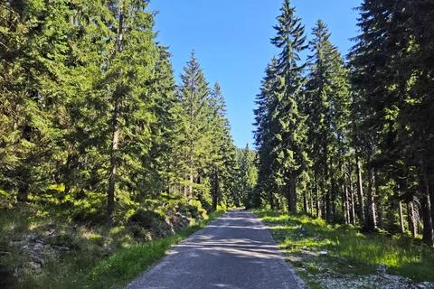 Tranquil Forest Road with Towering Pine Trees Under Clear Blue Sky Stock Photos