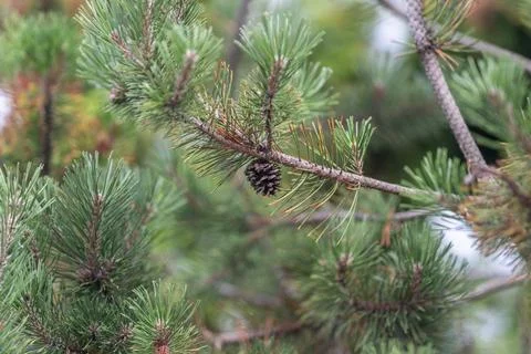 A tranquil forest scene captures vibrant green pine needles alongside a solit Stock Photos
