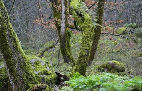 Tranquil Forest Scene with Dense Green Trees Stock Photos