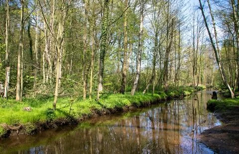 Tranquil Forest Scene with Dense Green Trees Stock Photos
