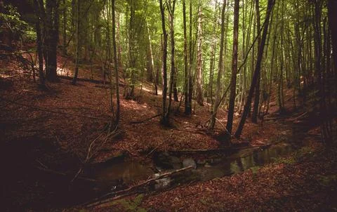 Tranquil Forest Scene with Dense Green Trees Stock Photos