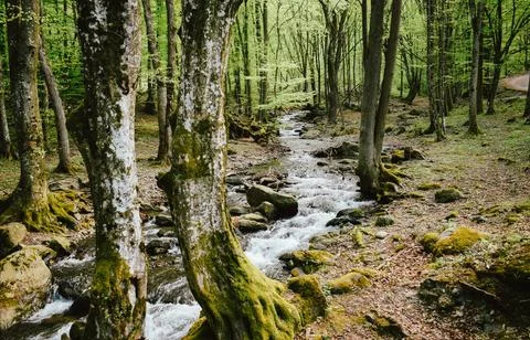 Tranquil Forest Scene with Dense Green Trees Stock Photos