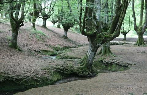 Tranquil Forest Scene with Dense Green Trees Stock Photos