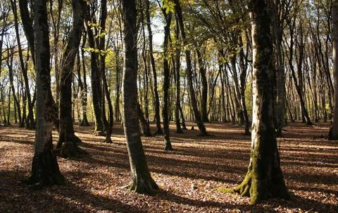 Tranquil Forest Scene with Dense Green Trees Stock Photos