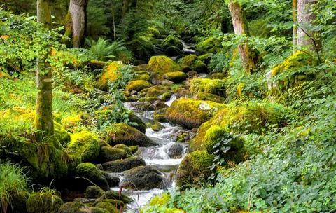 Tranquil Forest Scene with Dense Green Trees Stock Photos