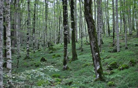 Tranquil Forest Scene with Dense Green Trees Stock Photos
