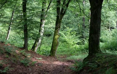 Tranquil Forest Scene with Dense Green Trees Stock Photos