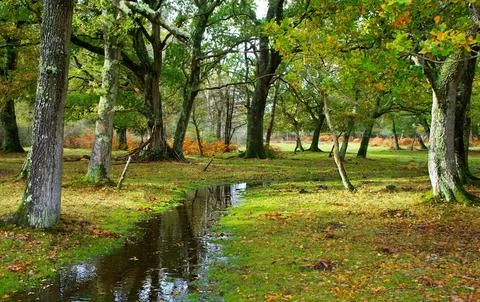 Tranquil Forest Scene with Dense Green Trees Stock Photos